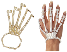 צמיד כפפת עצמות על כארד/ 6 יחידות במארז